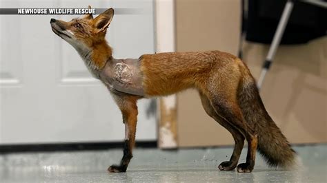 Animal care workers, police work to save fox that survived illegal animal trap in Lexington